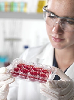 Stem Cell Gallery: Stem cell research F006 / 9826