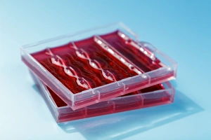 Stem Cell Gallery: Stem cell sample F007 / 0381