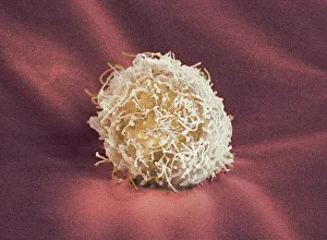 Stem Cell Gallery: Stem cell, SEM
