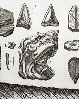 Steno's shark tooth fossil Steno's shark tooth fossil