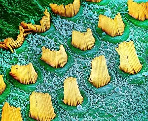 Images Dated 4th October 2001: Stereocilia in ear, SEM