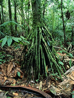 Stilt roots of the palm tree, Iriartea Stilt roots of the palm tree, Iriartea