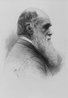 Stipple engraving of Charles Darwin as an old man
