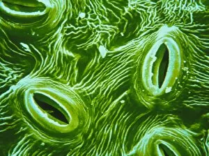 Images Dated 3rd November 1993: Stomata on epidermis of Elder leaf