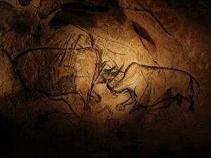 Cave Paintings Collection: Stone-age cave paintings, Chauvet, France