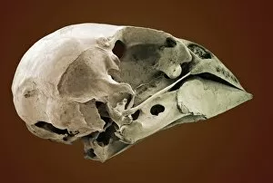 Images Dated 4th January 2005: Striated finch skull, SEM