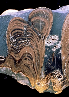 Stromatolite fossil Stromatolite fossil