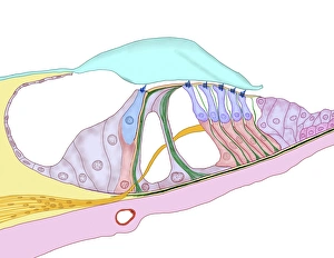 Detecting Gallery: Structure of the cochlea, artwork