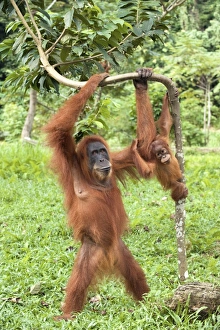 Sumatran orangutans Sumatran orangutans