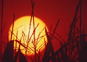 Images Dated 15th March 2001: Sunset with corn