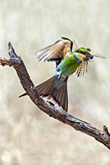 Swallow-tailed bee-eater Swallow-tailed bee-eater