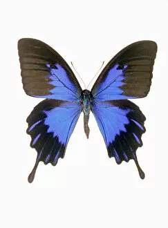 Insecta Collection: Swallowtail butterfly