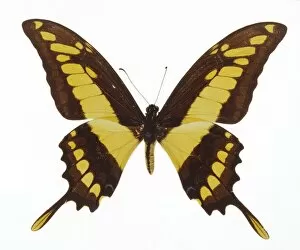 Images Dated 12th February 2003: Swallowtail butterfly