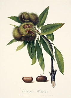Sweet chestnut, 19th century illustration Sweet chestnut, 19th century illustration