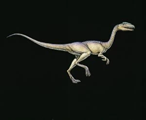 Images Dated 6th May 2003: Syntarsus dinosaur