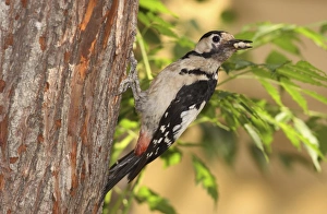 Syrian Woodpecke Syrian Woodpecke