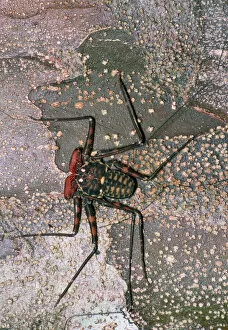 Images Dated 5th December 2006: Tailless whip scorpion