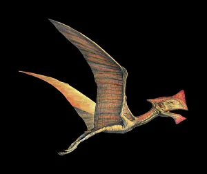 Pterosaur Reptiles - A Collection Of Various Pterosaur Reptiles From  Different Prehistoric Periods Of Earth's History. Stock Photo, Picture and  Royalty Free Image. Image 76049558.