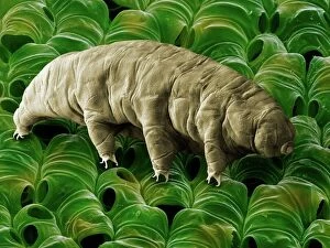 Images Dated 2nd November 2012: Tardigrade or Water Bear