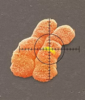 Images Dated 9th July 2001: Targeted gene on a chromosome, SEM