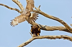 Tawny eagle and chanting goshawk Tawny eagle and chanting goshawk