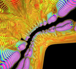 Dental Gallery: Teeth anatomy, illustration