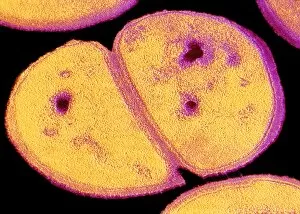 Images Dated 11th September 1991: TEM of dividing staphylococcus aureus