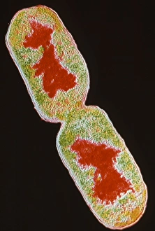 Escherichia Coli Micrograph Prints: TEM E. Coli