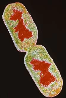 Images Dated 12th August 2002: TEM E.Coli