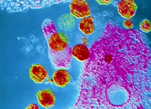 Images Dated 17th July 2003: TEM of HIV viruses in T-cell