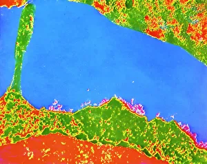 Immunology Gallery: TEM of human white blood cell bearing HLA antigen