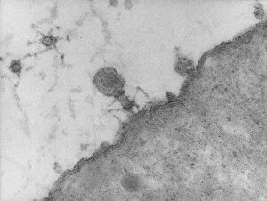 Images Dated 3rd December 1985: TEM of T4 bacteriophage infecting E. coli