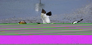 Territorial pied avocets Territorial pied avocets