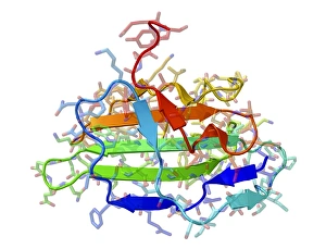Differentiation Gallery: TGF beta, molecular model