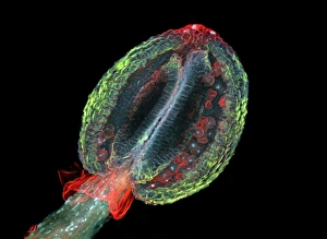 Fluorescence Micrograph Gallery: Thale cress anther, micrograph