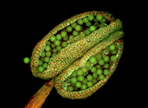 Fluorescence Micrograph Gallery: Thale cress anther and pollen, micrograph