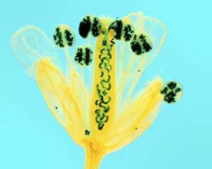 Images Dated 22nd September 2010: Thale cress flower, micrograph
