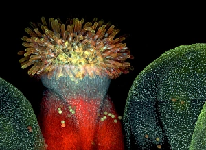 Fluorescence Micrograph Gallery: Thale cress flower, micrograph