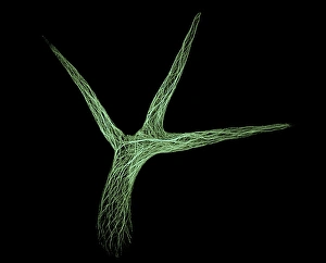 Fluorescence Micrograph Gallery: Thale cress leaf hair, micrograph