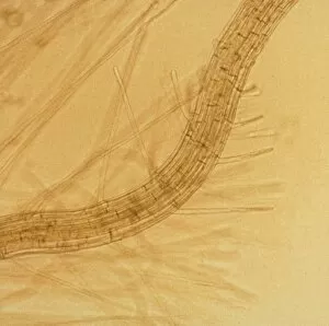 Images Dated 1st October 2002: Thale cress root with root hairs