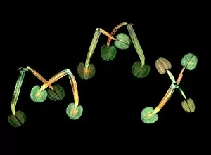 Fluorescence Microscope Gallery: Thale cress stamens, micrograph