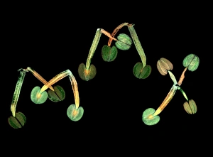 Fluorescence Micrograph Gallery: Thale cress stamens, micrograph