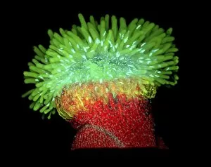 Fluorescence Micrograph Gallery: Thale cress stigma, micrograph