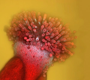 Fluorescence Micrograph Gallery: Thale cress stigma, micrograph