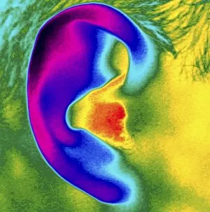 Images Dated 17th May 1999: Thermogram of a close-up of a human ear