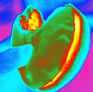 Images Dated 17th May 1999: Thermogram of a hand holding a hamburger