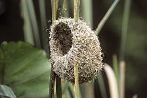 Thick-billed weaver nest Thick-billed weaver nest