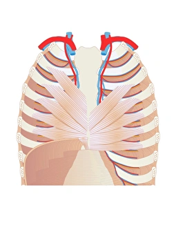 Thorax anatomy, artwork Thorax anatomy, artwork