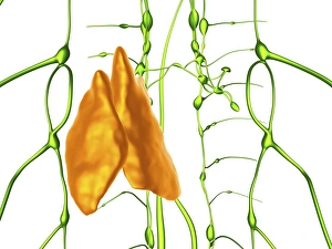 Thymus and lymphatic vessels, artwork C018/0342 Thymus and lymphatic vessels, artwork C018/0342