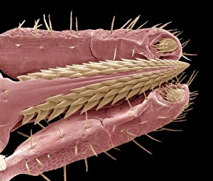 Tick mouthparts, SEM Tick mouthparts, SEM